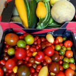 harvest