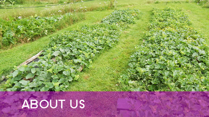 About us - melonfield