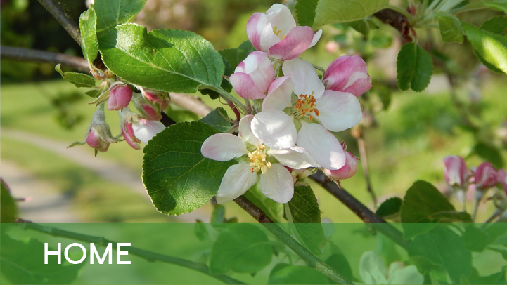 Home - Apple flowers