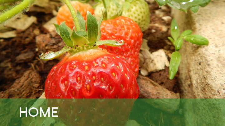 Home - strawberries outside